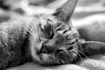 Adorable close-up of a tabby cat peacefully sleeping in black and white.